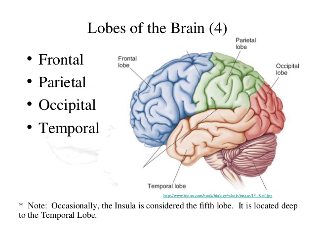 brain-cortical-regions-and-functions-8-638